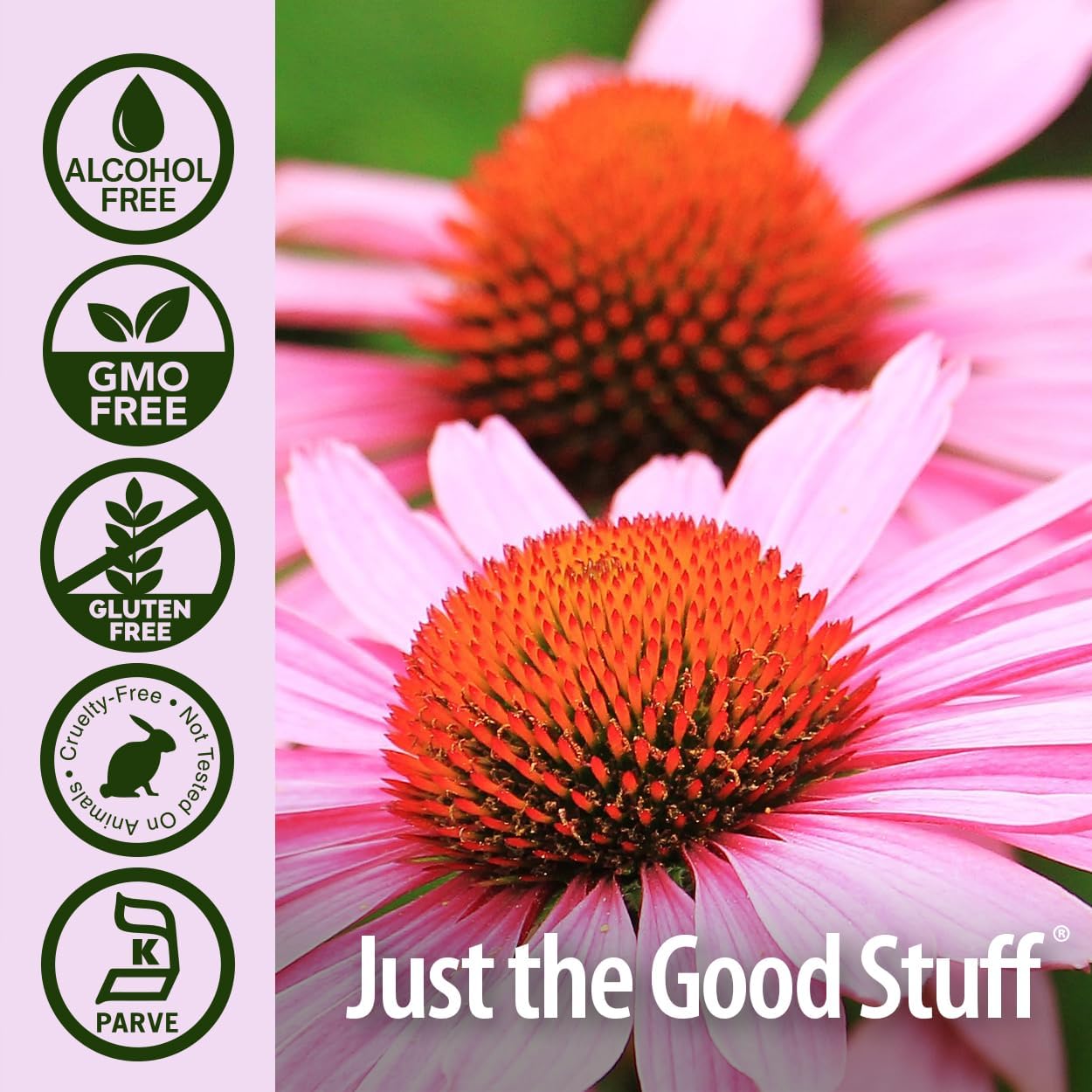 natures answer echinacea 2 fl oz