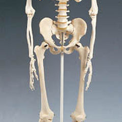 Skeleton Model Plastic