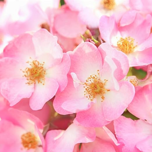 weleda smoothing eye cream wild rose 0 34 oz