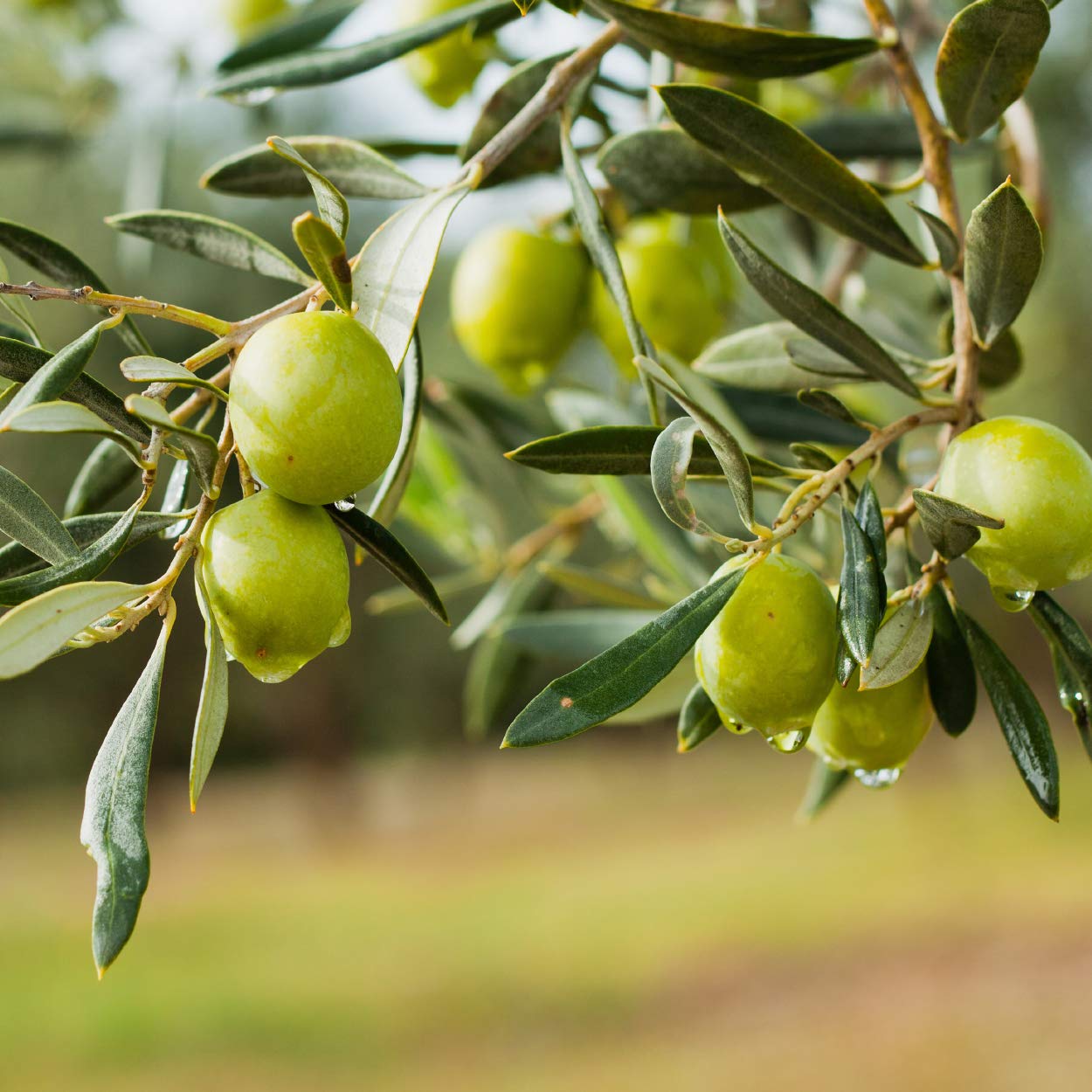 Nature's Answer - Oleopein Olive Leaf Alcohol Free
