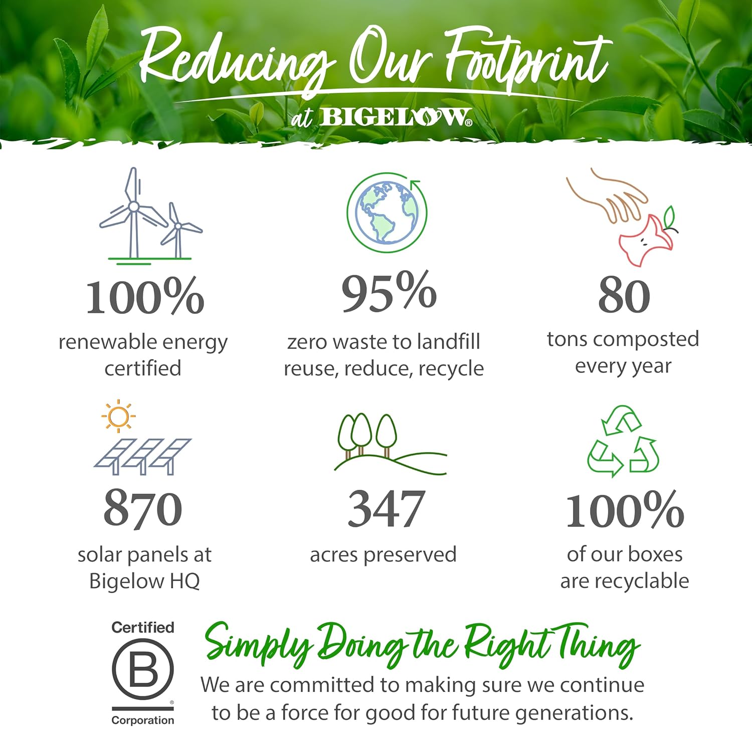 bigelow tea green tea with ginger case of 6 18 bag