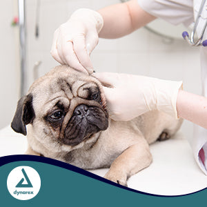 dynarex next generation stretch vinyl exam gloves