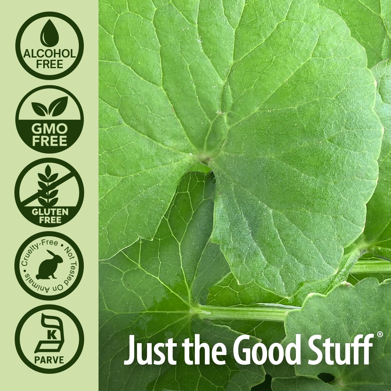 natures answer gotu kola herb alcohol free 1 fl oz