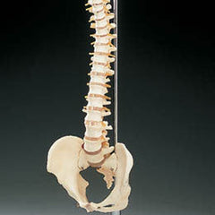 Vertebral Column - Model