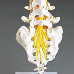Flexible Lumbar Vertebral Column